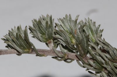 Aspalathus candidula, photographed by Brian du Preez