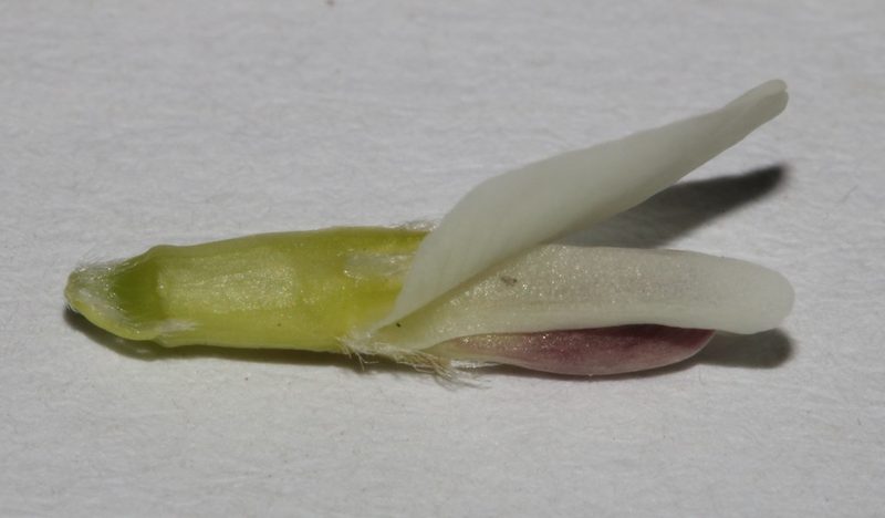 Amphithalea ciliaris, photographed by Brian du Preez