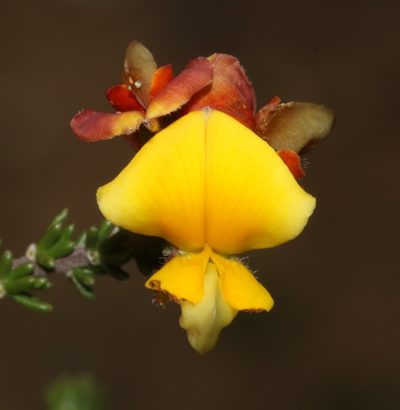 Aspalathus millefolia, photographed by Brian du Preez