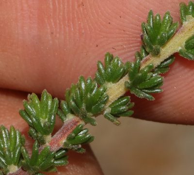 Aspalathus millefolia, photographed by Brian du Preez