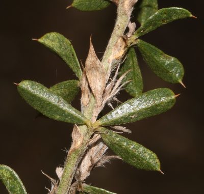 Psoralea pungens, photographed by Brian du Preez