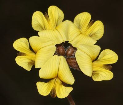 Lotononis umbellata, photographed by Brian du Preez