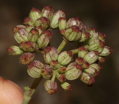 Notobubon collinum, photographed by Brian du Preez