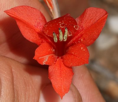 Gladiolus teretifolius, photographed by Brian du Preez