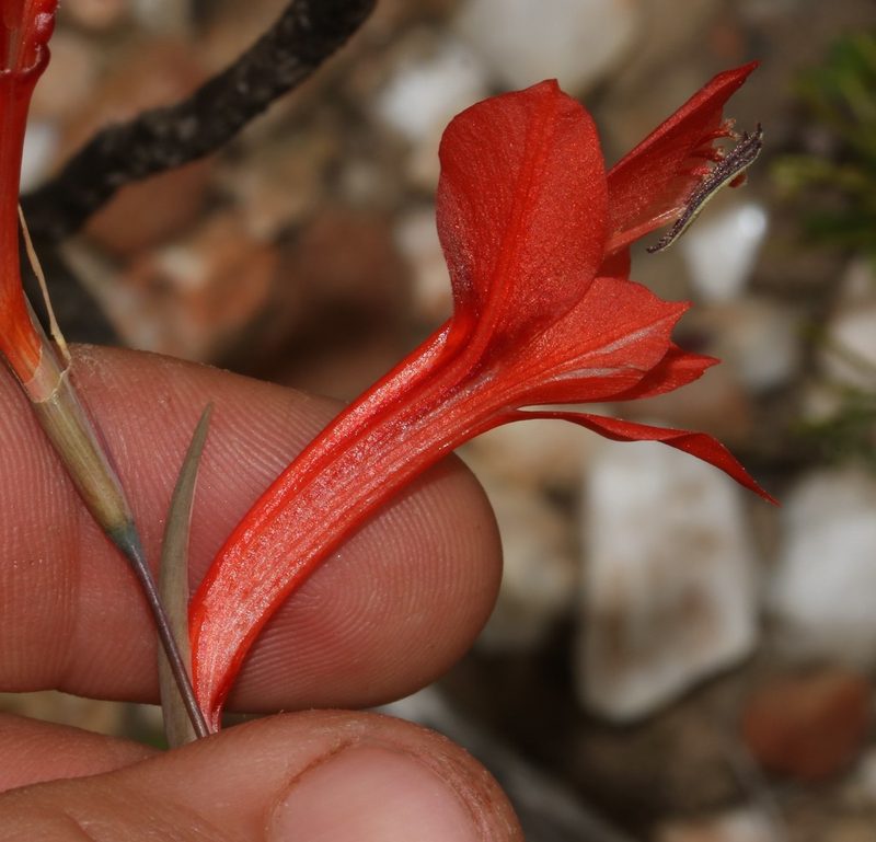 Gladiolus teretifolius, photographed by Brian du Preez