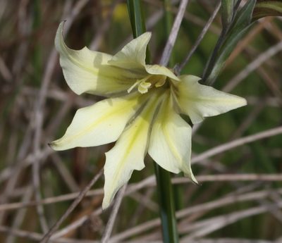 Gladiolus tristis, photographed by Brian du Preez