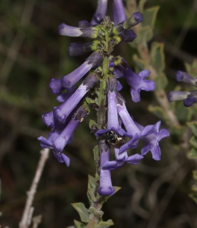 Freylinia undulata, photographed by Brian du Preez