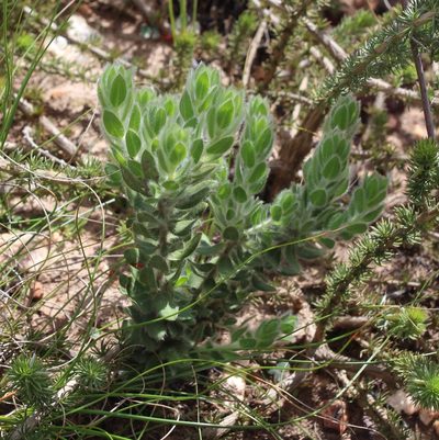 Xiphotheca guthriei, photographed by Brian du Preez