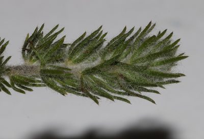 Aspalathus barbigera, photographed by Brian du Preez