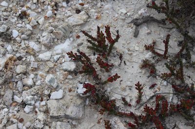Mesembryanthemum napierense, photographed by Brian du Preez