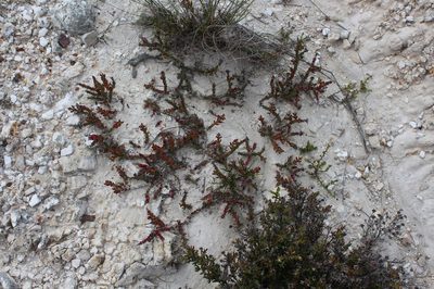 Mesembryanthemum napierense, photographed by Brian du Preez