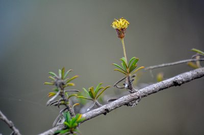 Trigonopterum laricifolium, photographed by Ryan McMinds