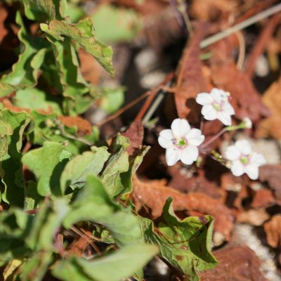 Boerhavia brandegeei, photographed by Bill Levine