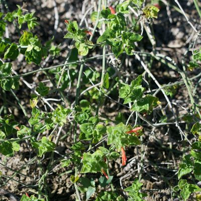Justicia purpusii, photographed by Bill Levine