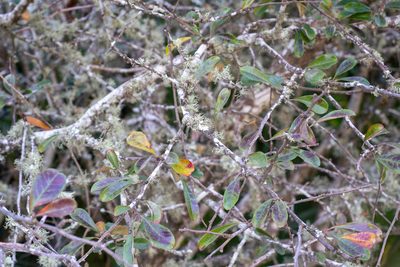 Sideroxylon tenax, photographed by Jesse Rorabaugh