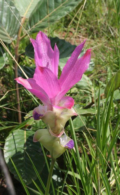 Curcuma alismatifolia, photographed by Oleg Kosterin