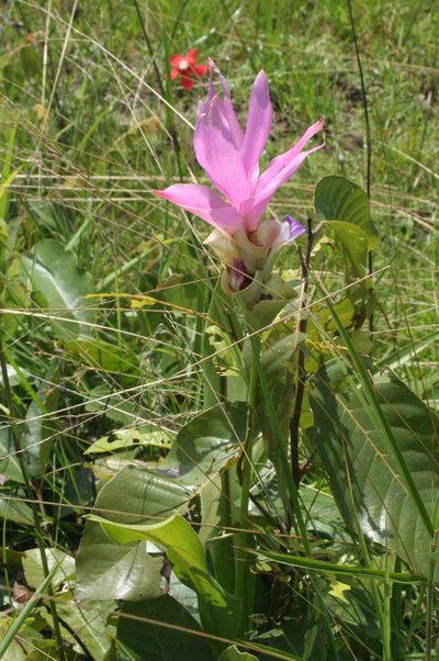 Curcuma alismatifolia, photographed by Oleg Kosterin