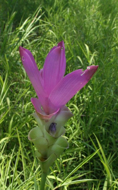 Curcuma alismatifolia, photographed by Oleg Kosterin