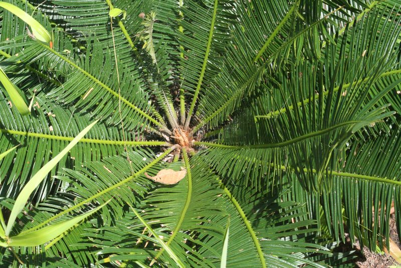 Cycas siamensis, photographed by Oleg Kosterin