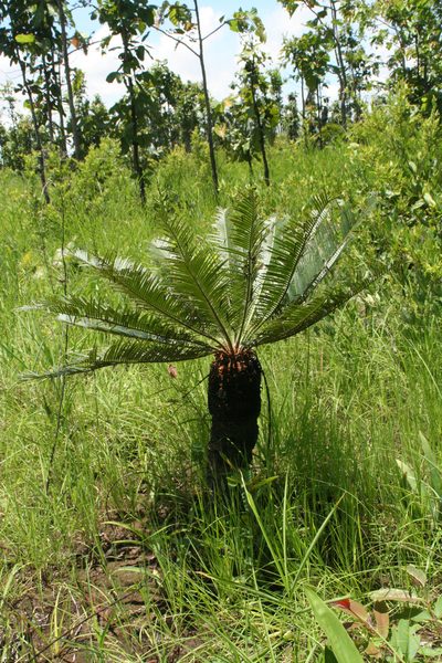 Cycas siamensis, photographed by Oleg Kosterin
