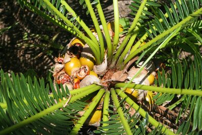 Cycas siamensis, photographed by Oleg Kosterin
