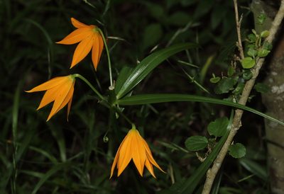 Gloriosa modesta, photographed by Alan Manson