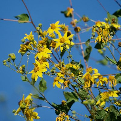 Viguiera deltoidea, photographed by Bill Levine