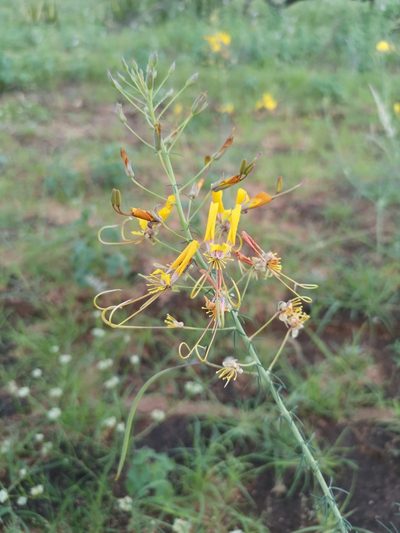 Cleome angustifolia, photographed by Jens-Christian Svenning