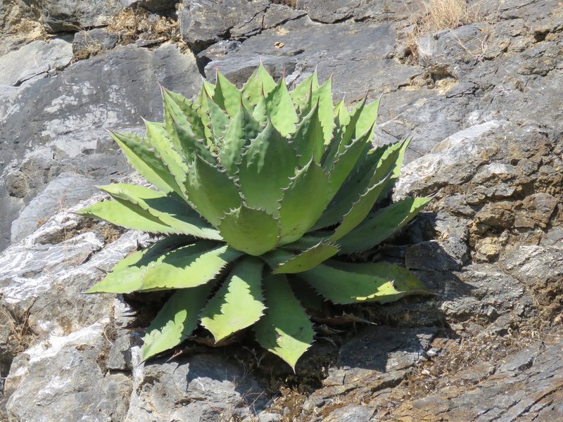Agave cupreata, photographed by Alexis López Hernández