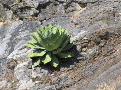 Agave cupreata, photographed by Alexis López Hernández