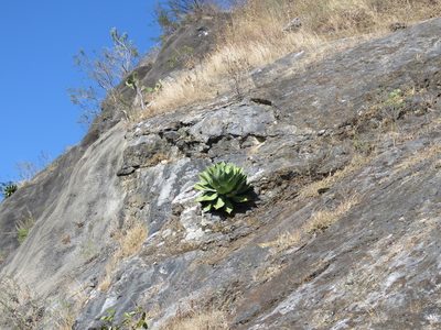 Agave cupreata, photographed by Alexis López Hernández
