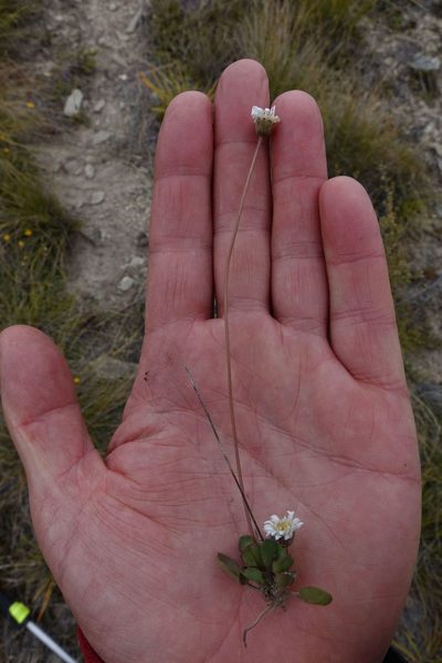 Brachyscome longiscapa, photographed by John Barkla