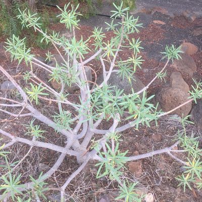 Euphorbia regis-jubae, photographed by Andre Hosper