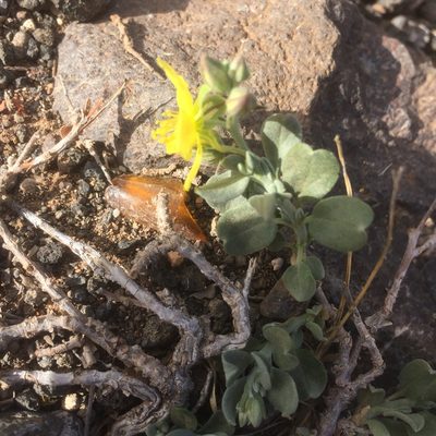 Helianthemum canariense, photographed by Andre Hosper