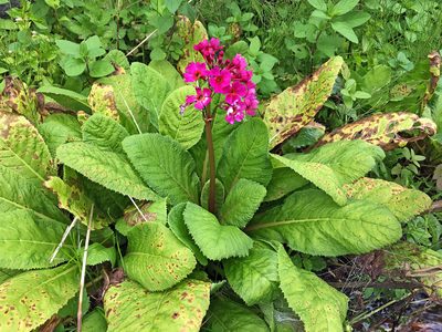 Primula japonica, photographed by Kai Löhr