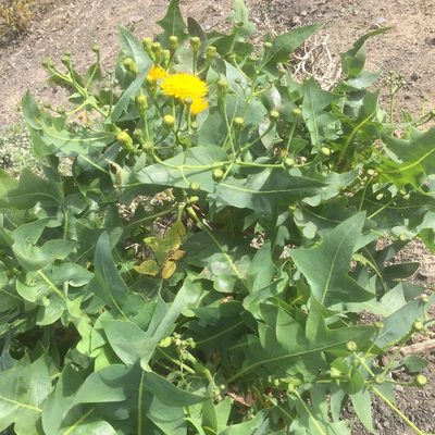 Sonchus pinnatifidus, photographed by Andre Hosper