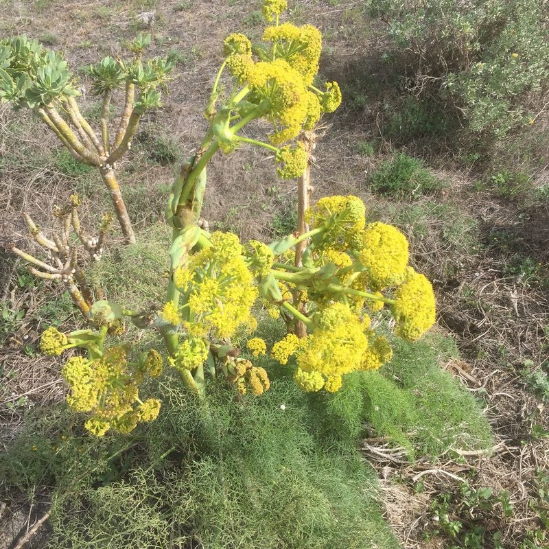 Ferula lancerotensis, photographed by Andre Hosper