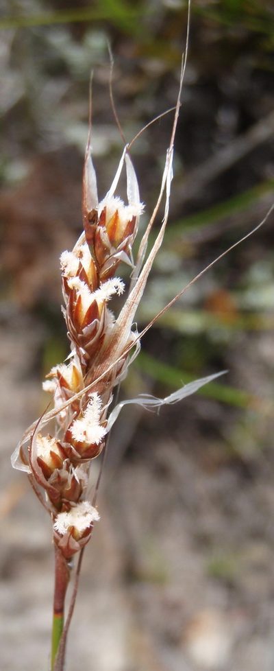 Rhodocoma fruticosa, photographed by Nicola van Berkel
