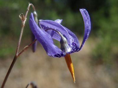 Conanthera bifolia, photographed by Nolan Exe