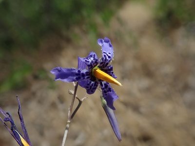 Conanthera bifolia, photographed by Nolan Exe