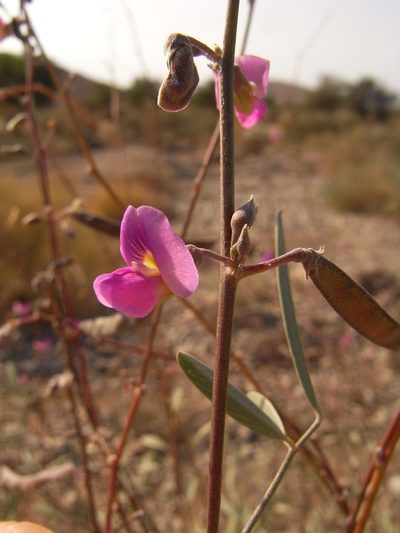 Tephrosia uniflora, photographed by Christoph Moning