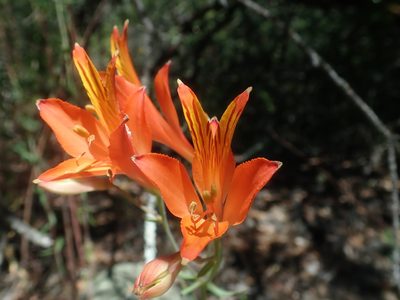 Alstroemeria ligtu, photographed by Nolan Exe