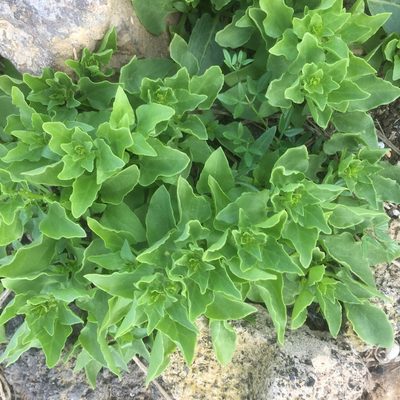 Patellifolia procumbens, photographed by Andre Hosper