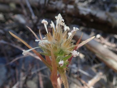 Collomia biflora, photographed by Nolan Exe