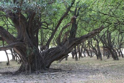 Ficus salicifolia, photographed by Christoph Moning