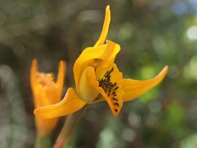 Chloraea chrysantha, photographed by Nolan Exe