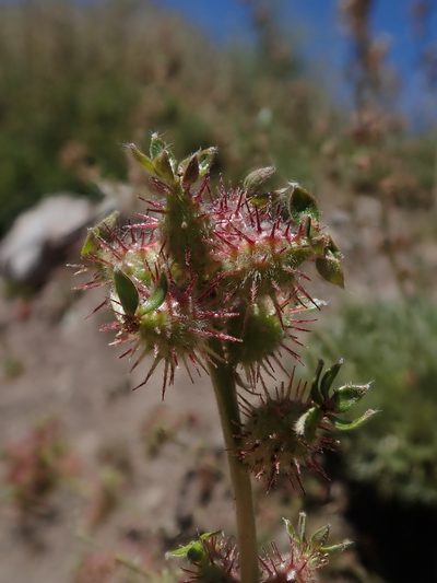 Acaena splendens, photographed by Nolan Exe