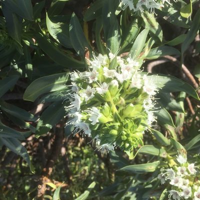 Echium decaisnei, photographed by Andre Hosper
