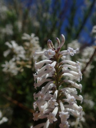 Diostea juncea, photographed by Nolan Exe