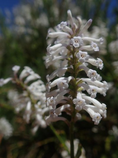 Diostea juncea, photographed by Nolan Exe
